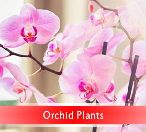 Orchid Plants