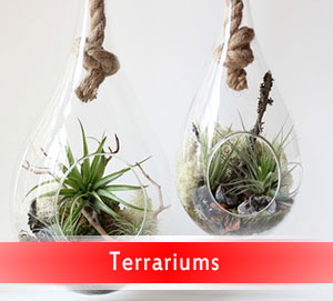 Terrariums