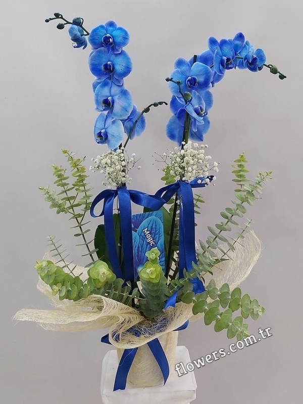 2 Stem Blue Orchid