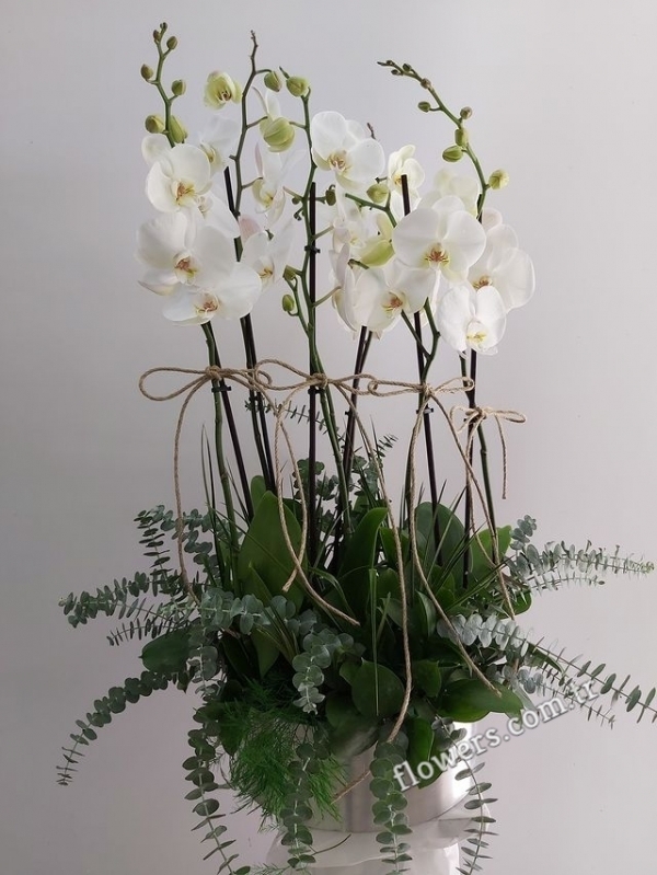 6 Stem White Orchid Arrangement