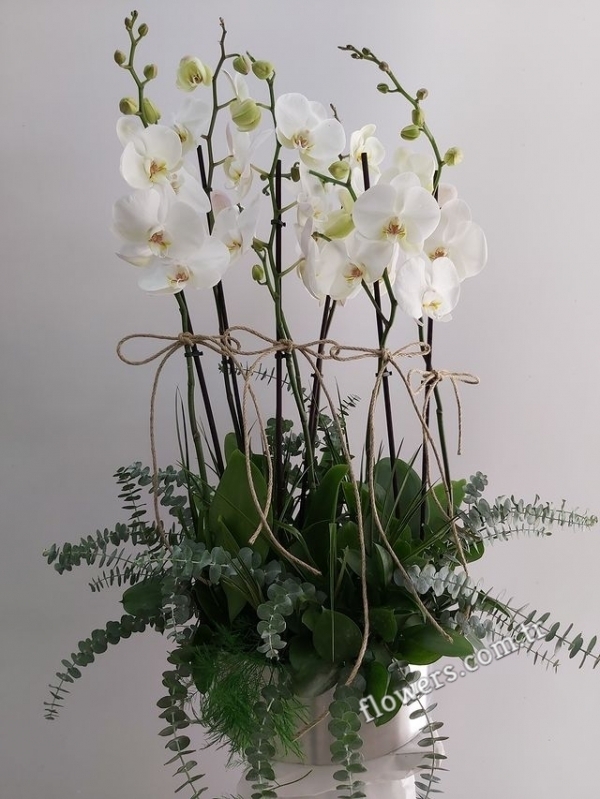 6 Stem White Orchid Arrangement