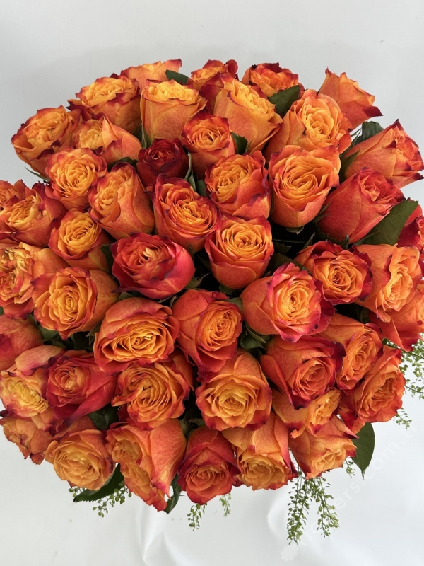 Grand Orange Rose