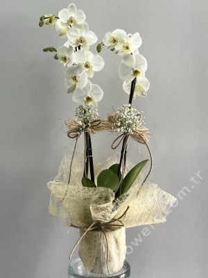 2 Stem Phalaenopsis Orchids
