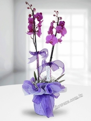 Double Purple Orchids