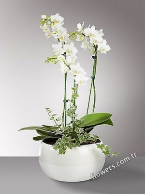 3 Stem White Phalaenopsis Orchid