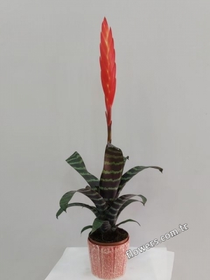 Bromeliad Vriesea