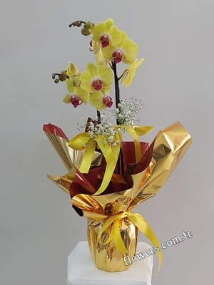 2 Stem Yellow Orchid Plant