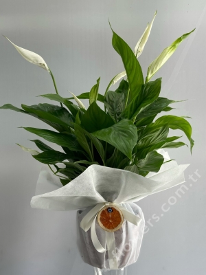 Spathiphyllum