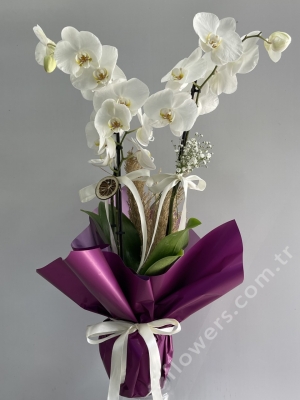 Double Stem White Orchid 